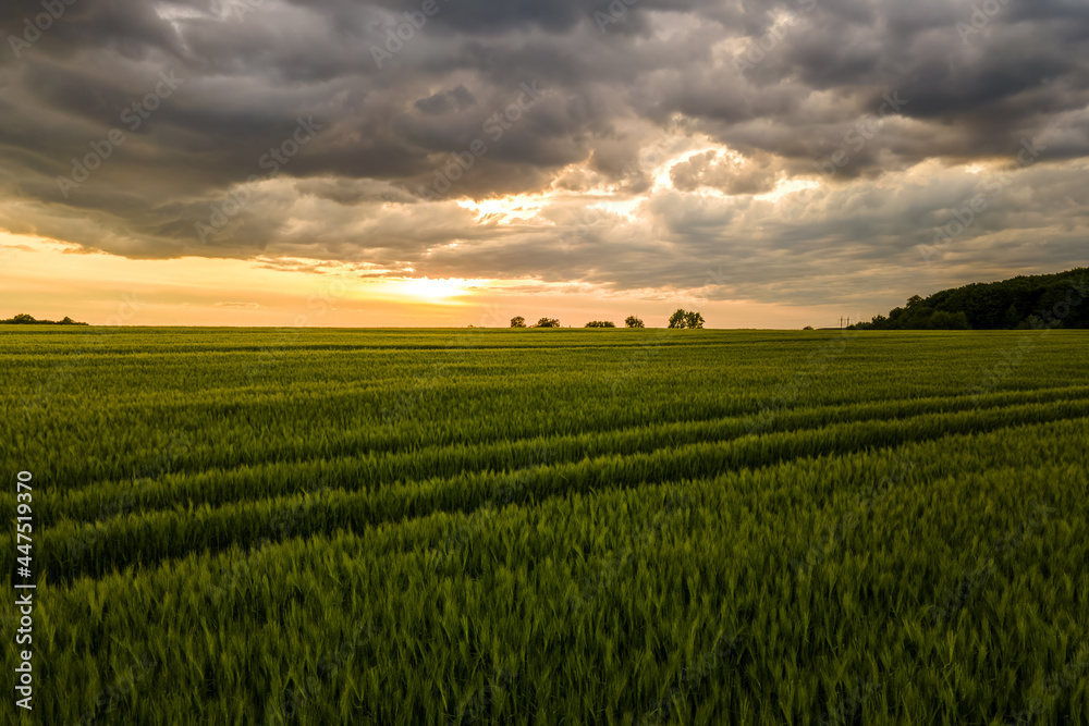 Aerial landscape view of green cultivated agricultural fields with growing crops on bright summer evening.