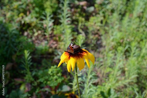 Peacock butterfly on a yellow flower in a summer garden on a sunny day