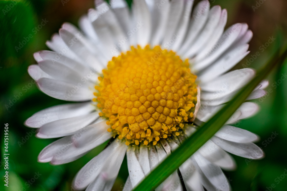 daisy flower closeup daisy flower closeup