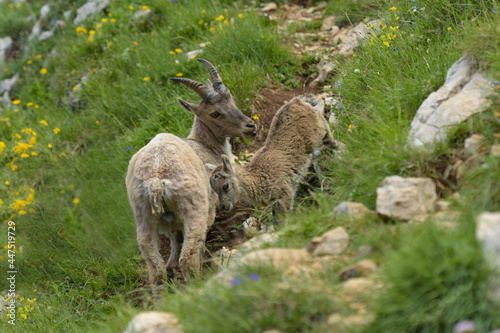 family of ibex in the french moutains of vercors © AUFORT Jérome