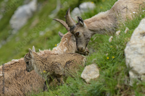 family of ibex in the french moutains of vercors © AUFORT Jérome