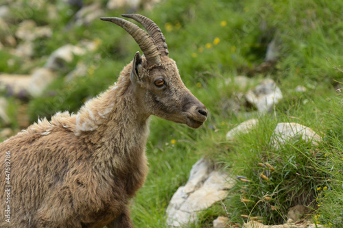 ibex in the french moutains of vercors © AUFORT Jérome