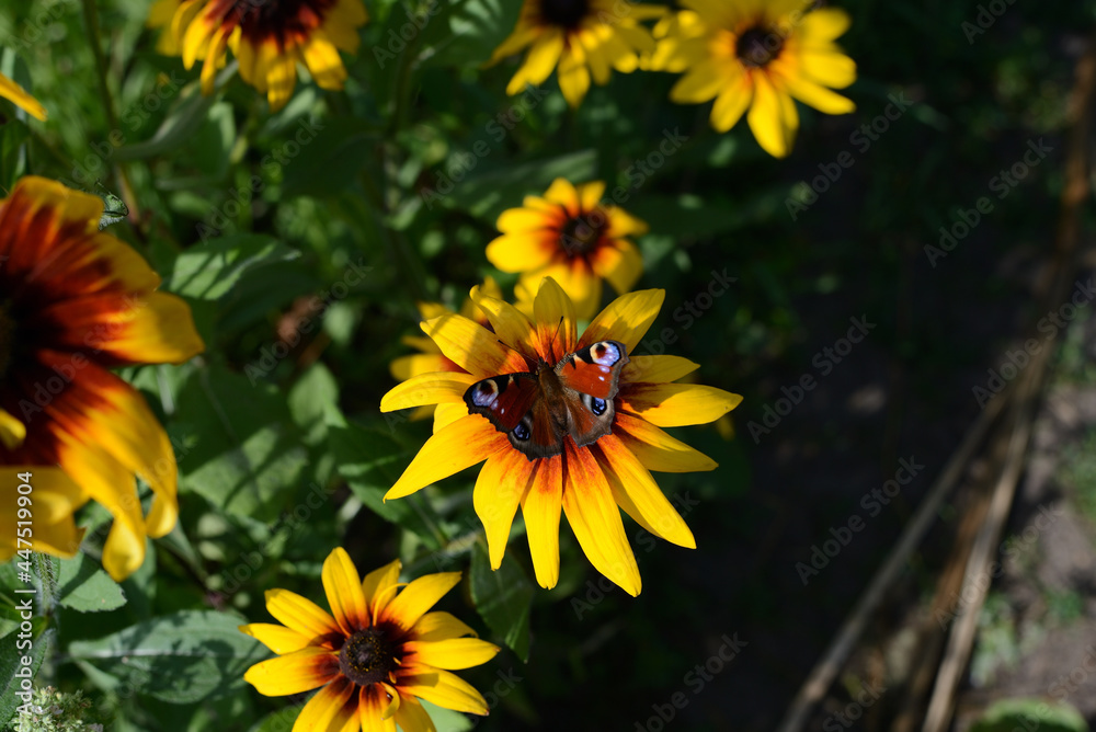 Peacock butterfly on a yellow flower in a summer garden on a sunny day Peacock butterfly on a yellow flower in a summer garden on a sunny day