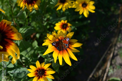 Peacock butterfly on a yellow flower in a summer garden on a sunny day