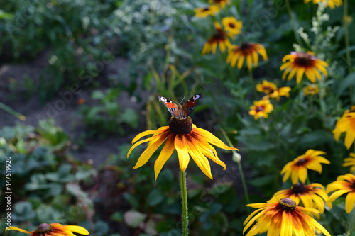 Peacock butterfly on a yellow flower in a summer garden on a sunny day
