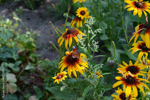Peacock butterfly on a yellow flower in a summer garden on a sunny day