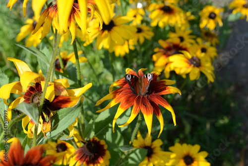 Peacock butterfly on a yellow flower in a summer garden on a sunny day