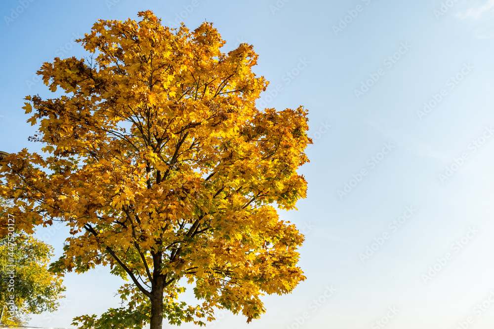 Yellow autumn tree with lush branches agains blue sky. Yellow autumn tree with lush branches agains blue sky.