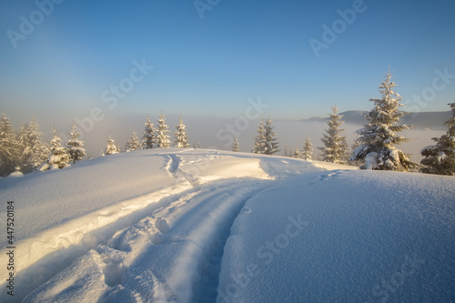 Moody landscape with footpath tracks and dark bare trees covered with fresh fallen snow in winter mountain forest on cold misty morning.