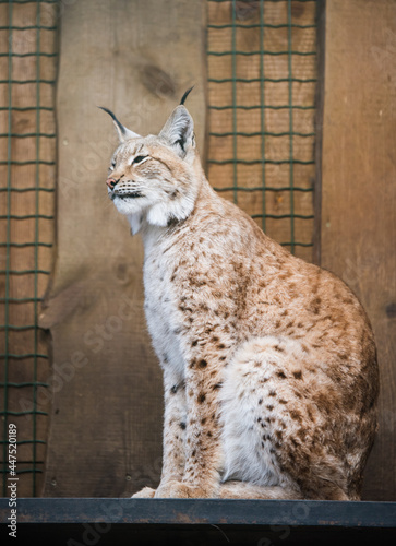Photography Curious and beautiful boreal Eurasian lynx, Lynx lynx