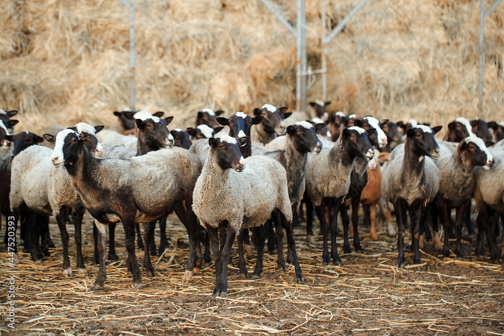 Fototapeta premium Sheep farm. Group of sheep domestic animals.