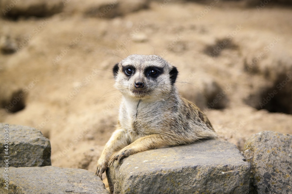 Fototapeta premium meerkat on guard