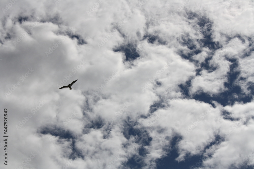 clouds in the sky clouds in the sky