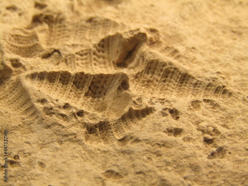 fossile photo