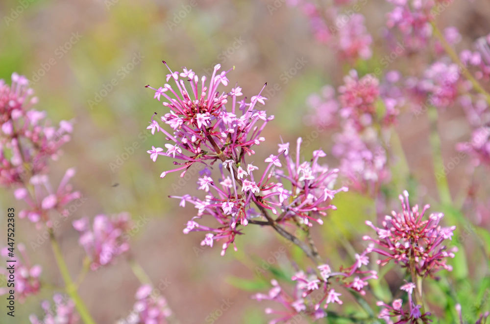 Obraz premium A Pink Wildflower on Summer