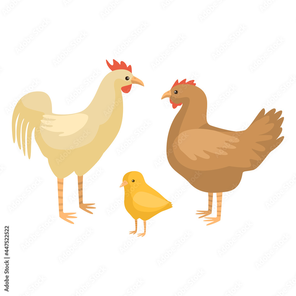 Set chicken family isolated on white background. Funny cartoon character farm chick, hen and rooster color.