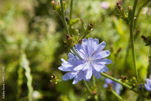 Common chicory flower on a branch in the meadow. photo