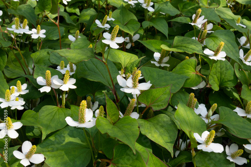 Fototapet Fresh white flowering Houttuynia cordata plants