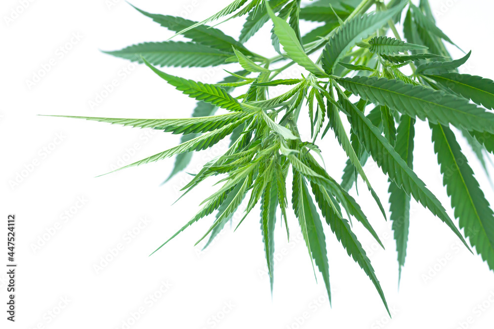 Cannabis or hemp plant leaves isolated on white background Cannabis or hemp plant leaves isolated on white background