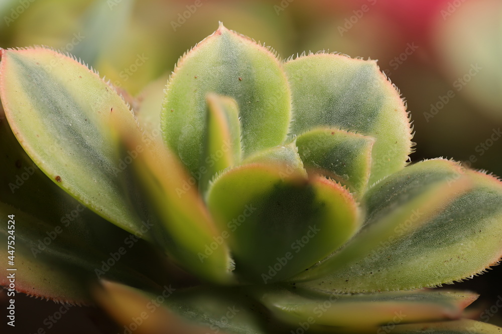Capture directly above the plant on a black background. Capture directly above the plant on a black background.