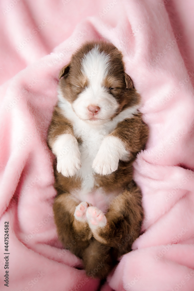Adorable Newborn Puppy Sleeping