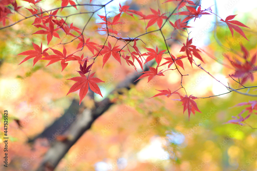 Obraz premium 日本画のような紅葉