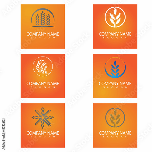 Luxury Golden Grain Weath / Rice Logo Design Vector