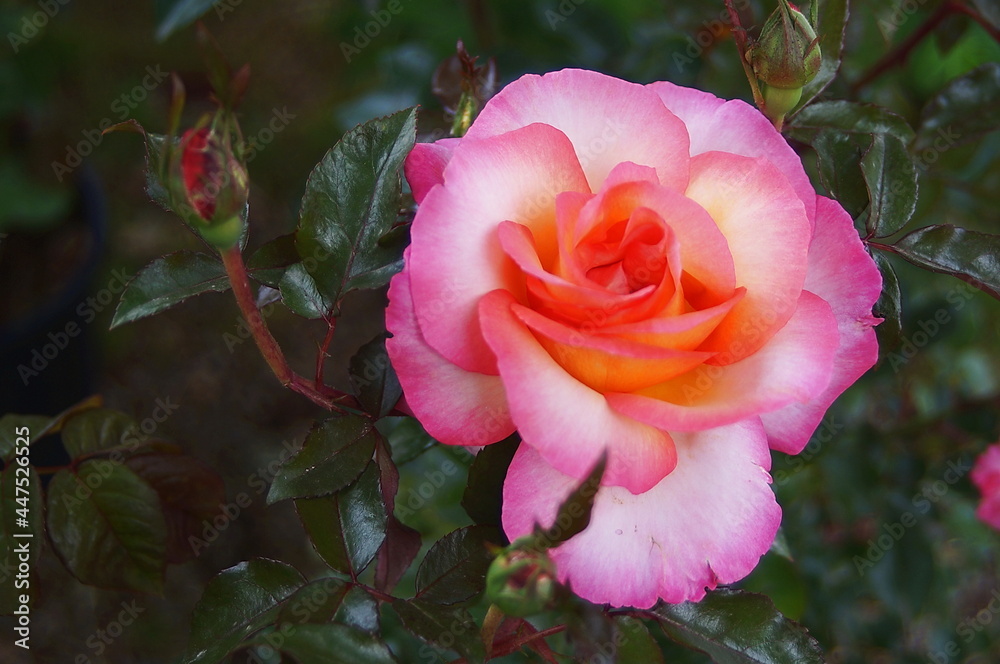 Pink rose with orange undertones