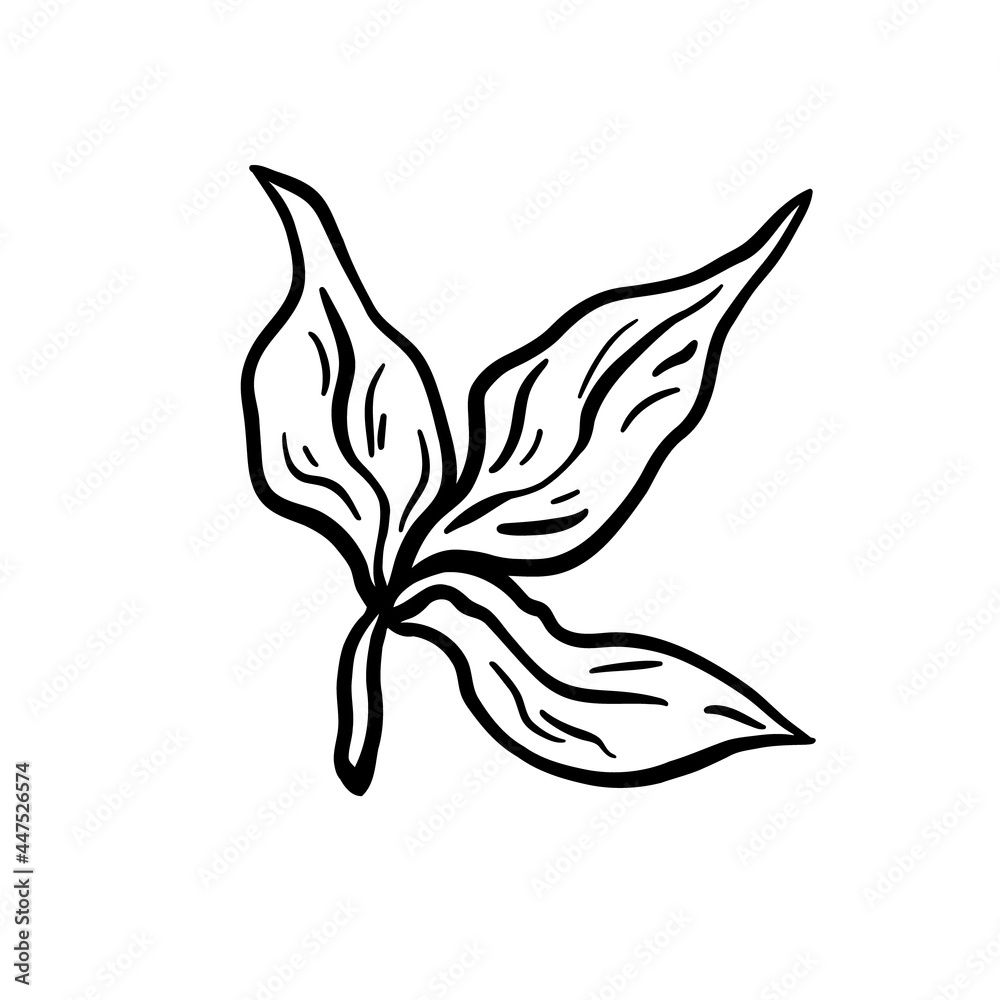 Leaves branch. Hand drawn vector illustration. Monochrome black and white ink sketch. Line art. Isolated on white background. Coloring page. Leaves branch. Hand drawn vector illustration. Monochrome black and white ink sketch. Line art. Isolated on white background. Coloring page.