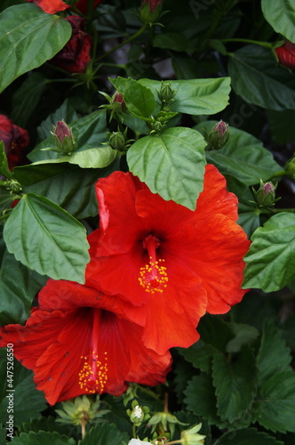 Hibiscus plant with red flowers