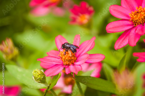 Macro closeup of bright pink daisies with yellow pollen and bee © Andriy Blokhin