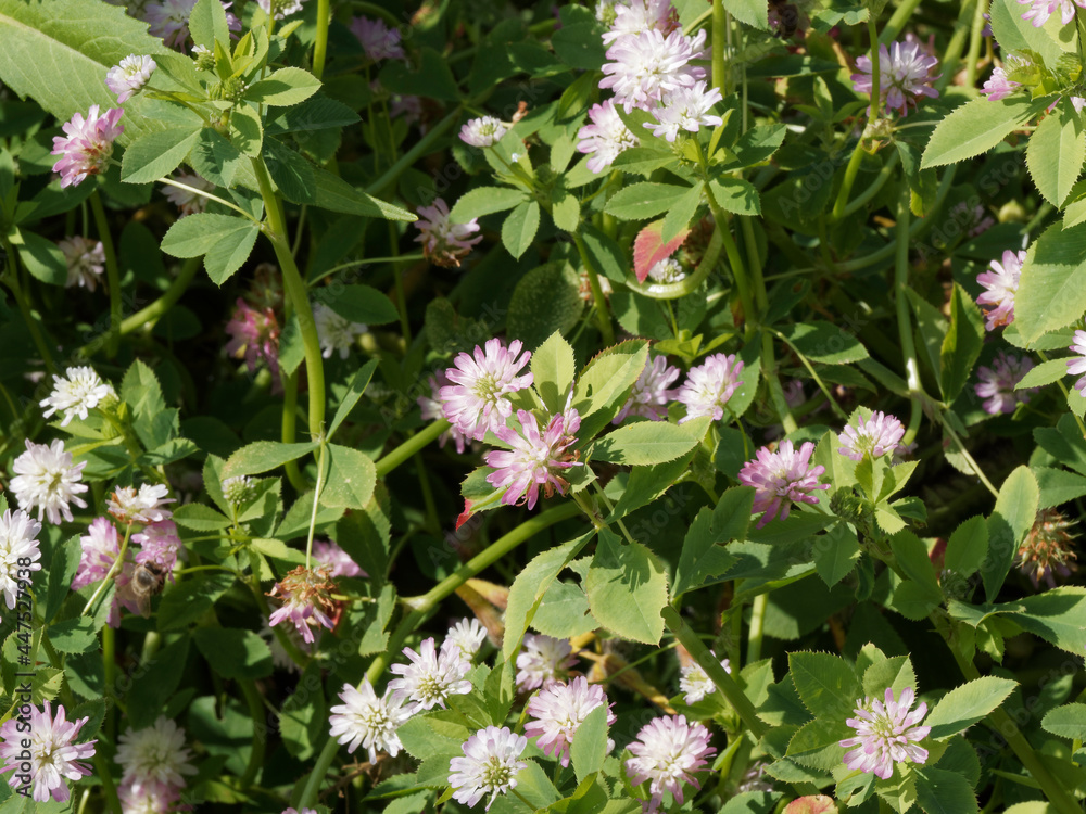 Fototapeta premium (Trifolium resupinatum) Trèfle de Perse à tiges ramifiées au nombreux capitules de petites fleurs colorées, plante fourragère cultivée pour pâture, foins ou jachères
