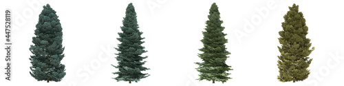 Green trees isolated on white background. Colorado white fir tree matures in all seasons. Abies concolor tree isolated with clipping path 3D illustration
