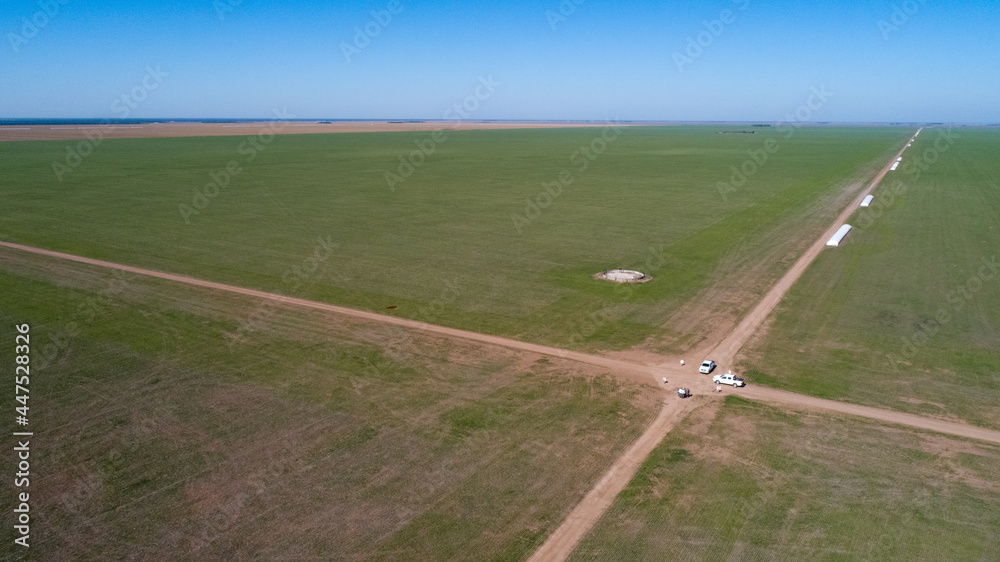 Aerial view of 4x4 pickup truck driving through wheat crops field with silos bags on the road. Argentina