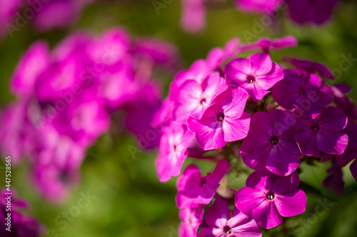 macro purple phlox paniculata in summer  