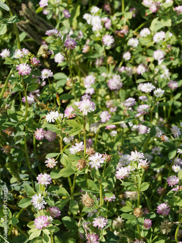 (Trifolium resupinatum) Trèfle de Perse à tiges ramifiées au nombreux capitules de petites fleurs colorées, plante fourragère cultivée pour pâture, foins ou jachères