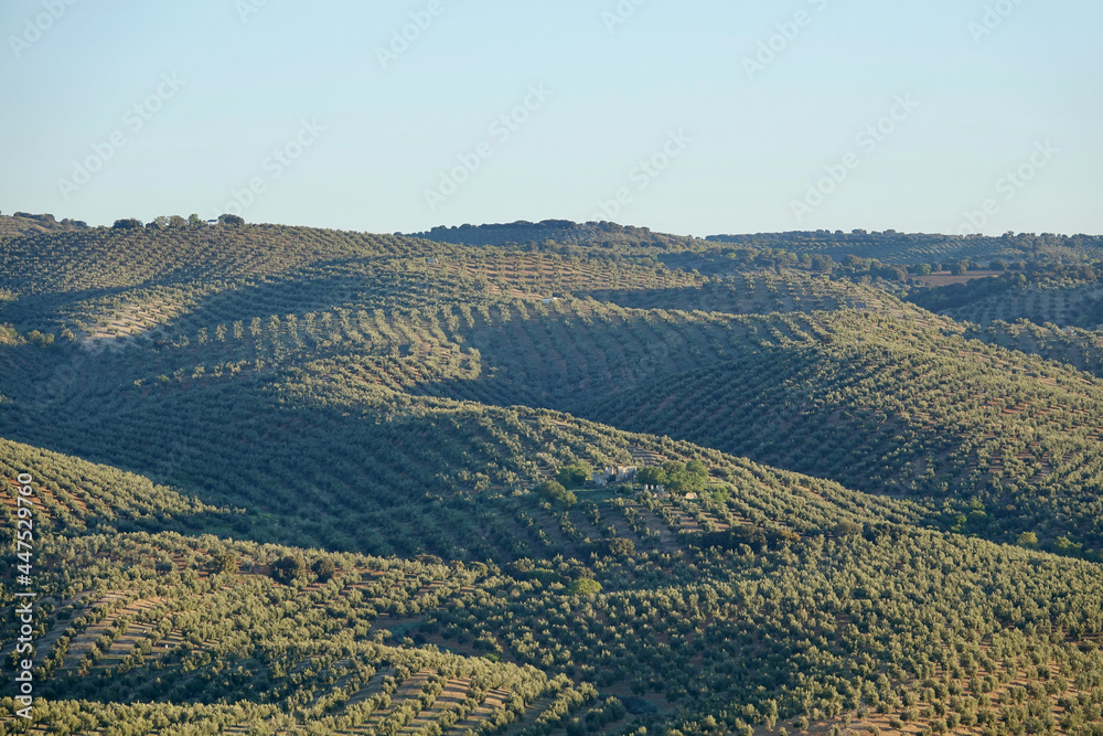 Agricultural landscape of Andalusia (Spain) with hills full of olive trees