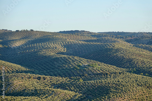 Agricultural landscape of Andalusia (Spain) with hills full of olive trees