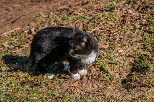 cat on grass photo
