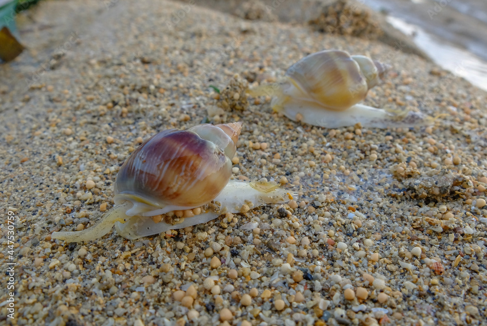 two sea snails on the beach sand two sea snails on the beach sand
