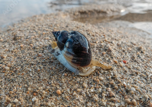 sea snails on the beach sand