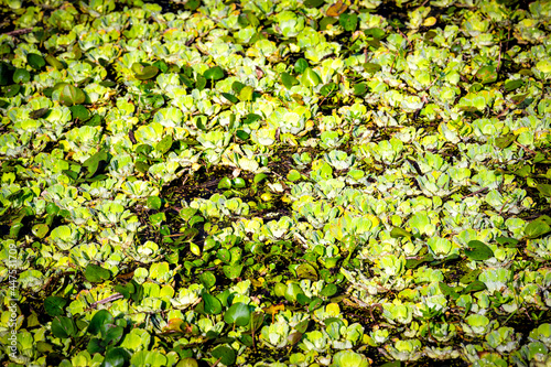 Pattern closeup of marsh pond surface many small tiny lotus green leaves plants in sunny sunlight in Gainesville, Florida in Paynes Prairie Preserve