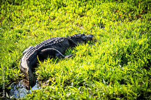 Closeup of alligator back lying inside marsh swamp in Paynes Prairie Preserve State Park in Gainesville, Florida in sunlight photo