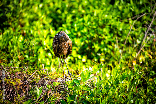 Limpkin bird closeup standing grooming in marsh swamp in Paynes Prairie Preserve State Park in Gainesville, Florida, beak photo