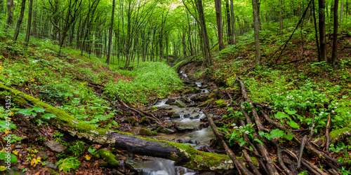 Dwarf forest under the top of Mount Tołsta, Bieszczady Mountains, Polańczyk, Solina, Terka / Karłowy las pod szczytem góry Tołsta, Bieszczady góry, Polańczyk, Solina, Terka