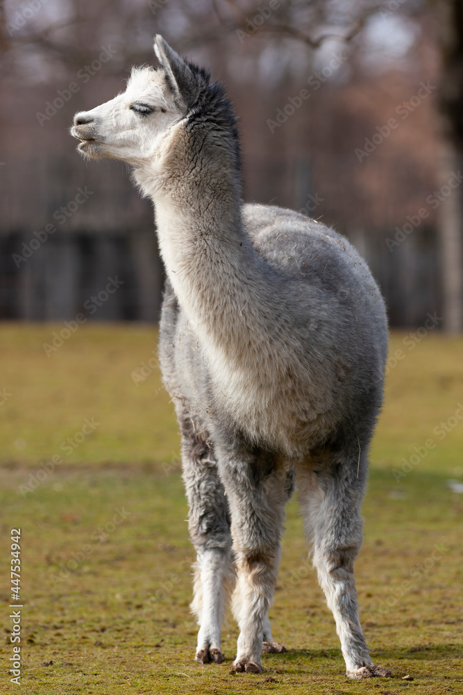 Alpacas are domesticated fiber-producing animals Alpacas are domesticated fiber-producing animals