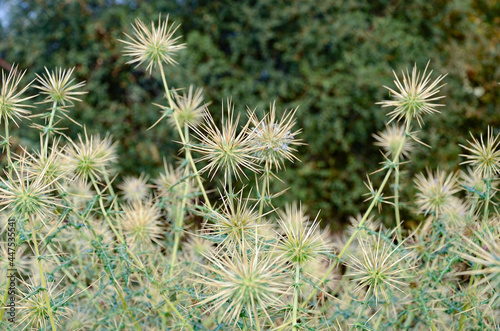 Thorny plants with thorny flowers found along the road from Udaipur to Kumbalgarh fort in Rahjasthan  India