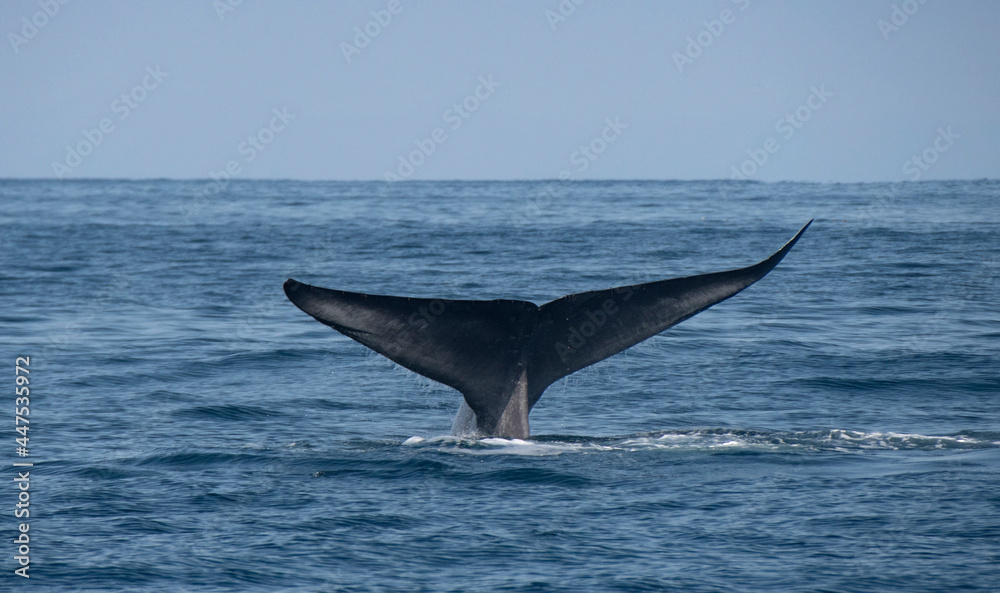 Naklejka premium Blue Whale Tail Fluke Descending