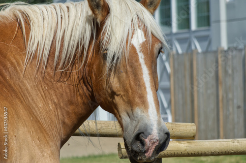 Close up of a Clydesdale Horse