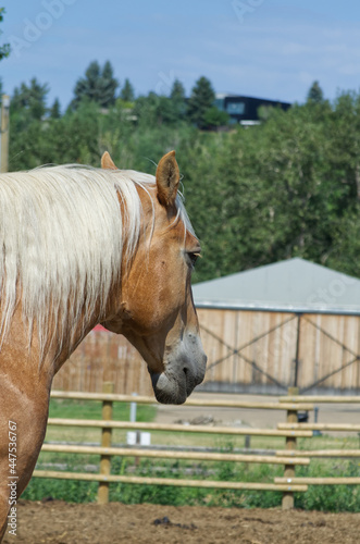 A Clydesdale Horse looking away